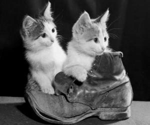 Two kittens on top of a boot puzzle