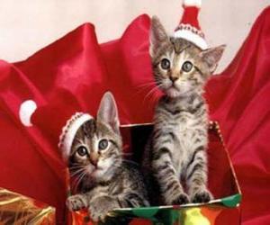 Two kittens with Santa Claus hat in a gift box puzzle