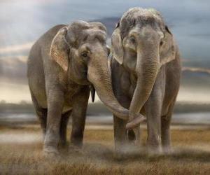 Two large elephants with intertwined trunks puzzle