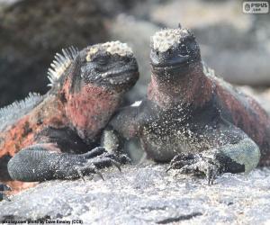 Two marine iguanas puzzle
