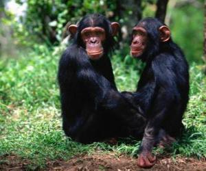 Two monkeys sitting on the floor puzzle