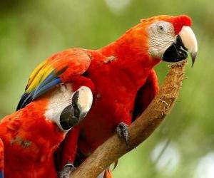 Two parakeets or parrots on a branch puzzle
