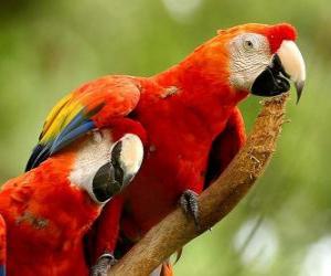Two parakeets or parrots on a branch puzzle