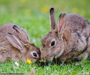 Two rabbits eating puzzle