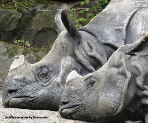 Two rhinos resting puzzle