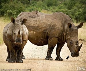 Two rhinos puzzle