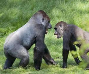 Two young gorillas walking on all fours puzzle