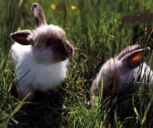 Two young rabbits in the grass puzzle
