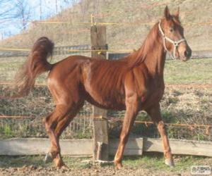 Ventasso horse originating in Italy puzzle
