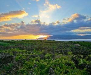 Vineyard Landscape of the Pico Island, Portugal. puzzle