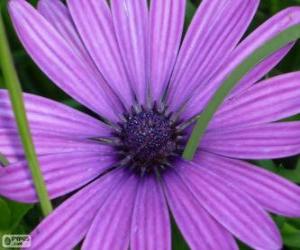 Violet flower puzzle