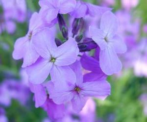 Violets or violes, an ornamental plant with flower used in gardens puzzle