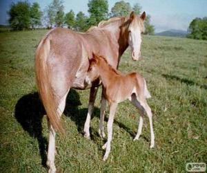 Virginia Highlander horse originating in United States puzzle