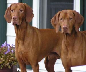 Vizsla is a breed of dog originating in Hungary puzzle