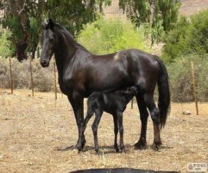 Vlaamperd horse originating in South Africa puzzle