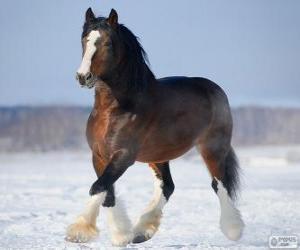 Vladimir Heavy Draft horse originating in Russia puzzle