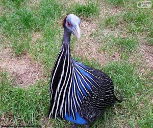 Vulturine guineafowl puzzle