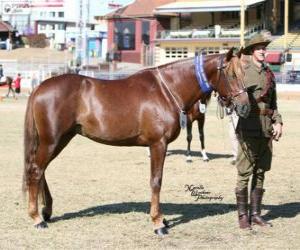 Waler horse originating in Australia puzzle