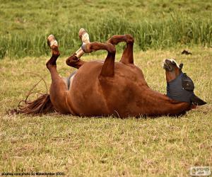 Wallowing horse puzzle