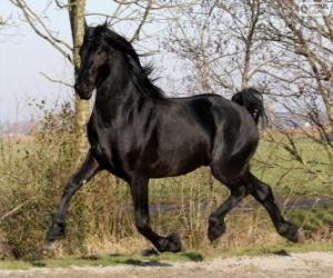 Warlander horse originating in United States puzzle