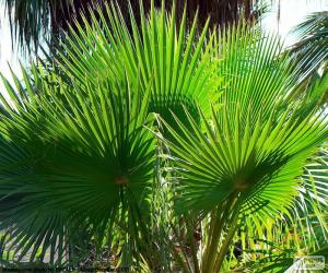 Washingtonia leaves puzzle