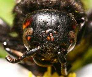 Wasp head puzzle