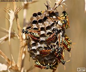 Wasp swarm puzzle