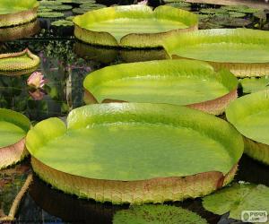 Water lily puzzle