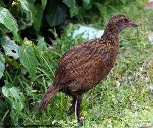 Weka puzzle