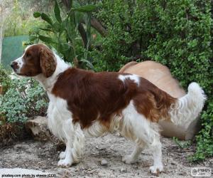 Welsh Springer Spaniel puzzle