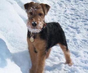 Welsh Terrier originates from Wales puzzle