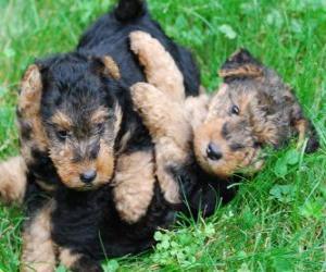 Welsh Terrier puppy puzzle