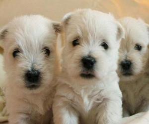West Highland white terrier puppies puzzle