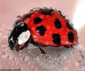 Wet Ladybug puzzle