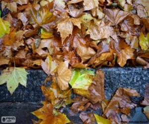 Wet leaves puzzle