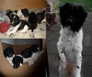 Wetterhound puppies puzzle