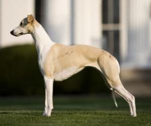 Whippet dog breed of British origin, slender and graceful puzzle