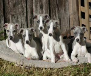 Whippet puppies puzzle