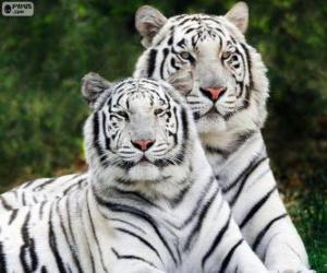 White Bengal Tigers puzzle