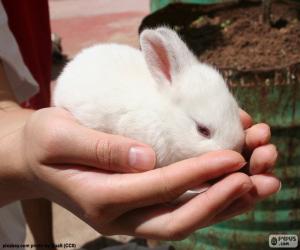 White Bunny, hands puzzle