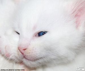 White cat face puzzle