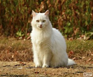 White cat sitting puzzle