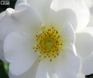 White flower puzzle