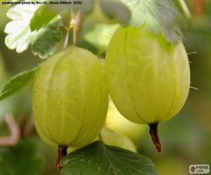 White gooseberries puzzle