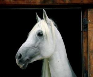 White horse head puzzle