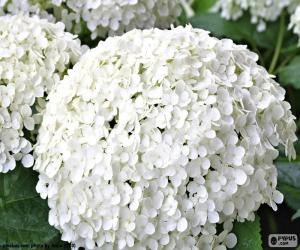 White hydrangea flowers puzzle