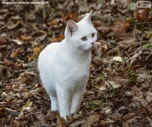 White kitten puzzle