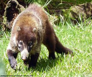 White-Nosed coati puzzle