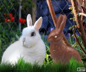 White rabbit and other chocolate puzzle