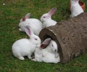 White Rabbit Group puzzle